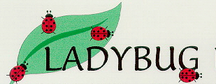 4 ladybugs on leaf bug0026.jpg